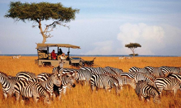 Partir en Afrique pour un safari