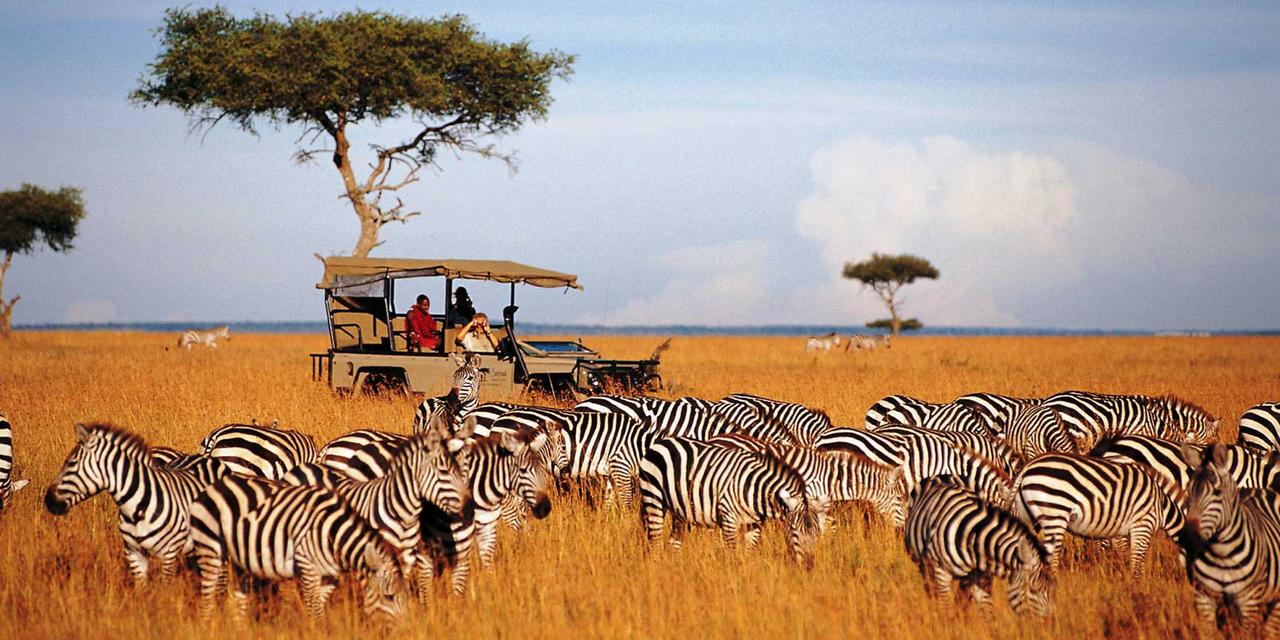 Partir en Afrique pour un safari